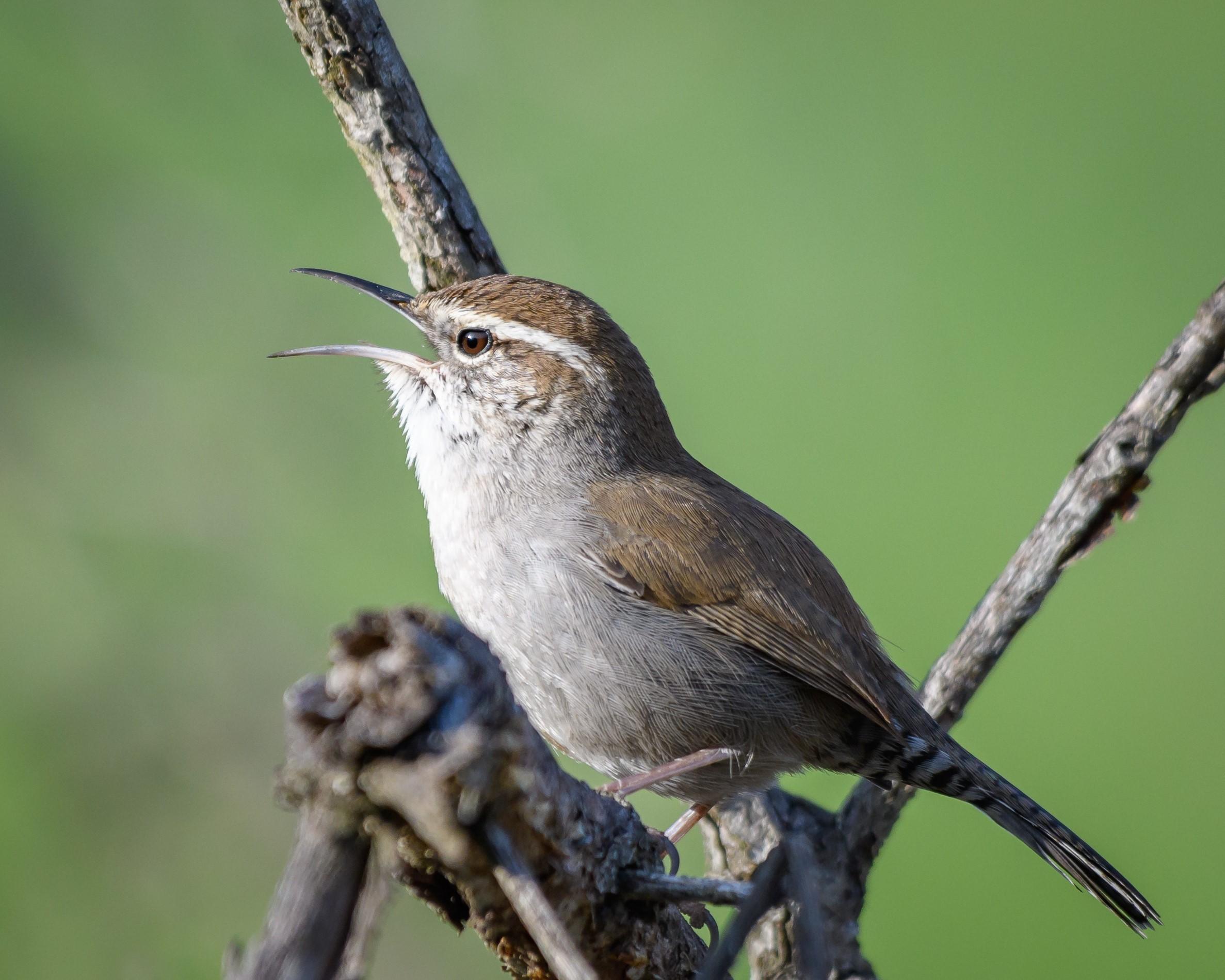 Bewicks Wren 39098681115