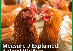 Environmental Implications