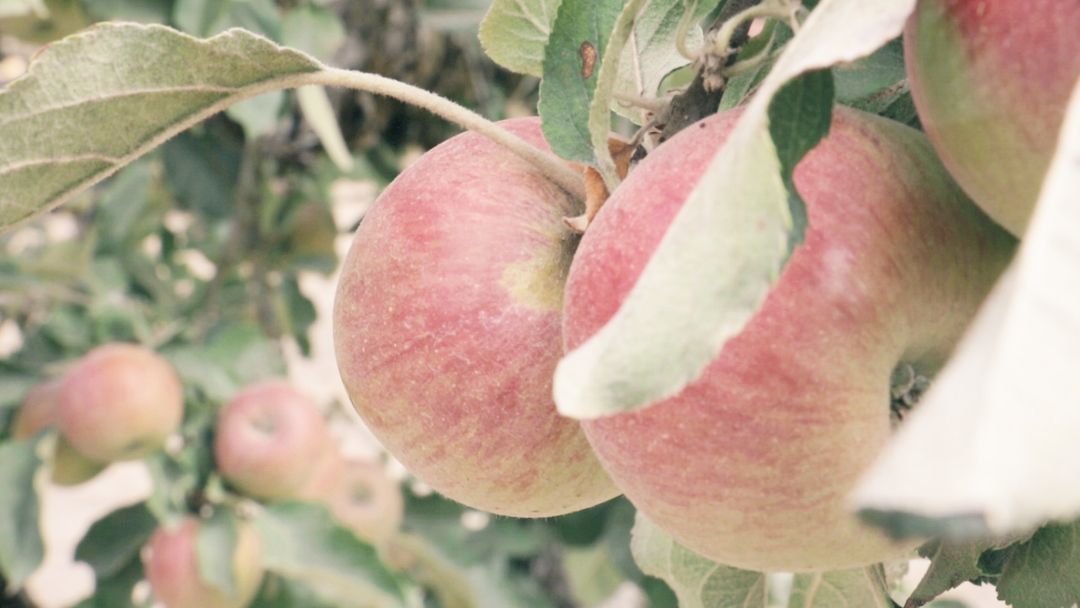 Apple Country