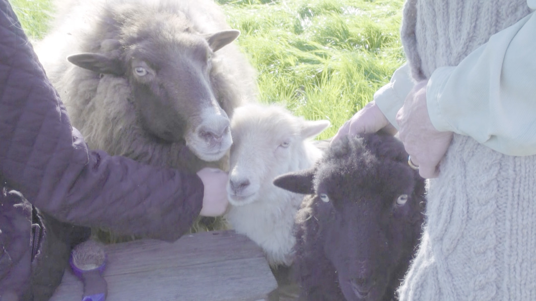 From Wool to Wearer