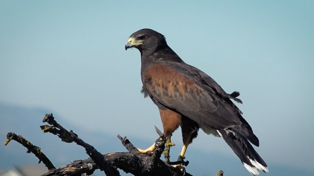 Raptor Fest